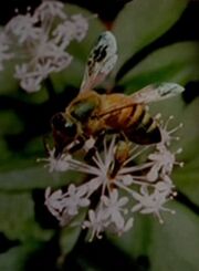 Bee on ginseng