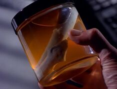 Flatworm in jar