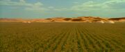 Cornfield in Foum Tataouine, Tunisia