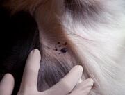 Black nodules on dog