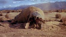 Graboid