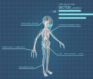 XComEU Sectoid anatomy