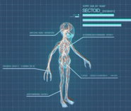 Sectoid anatomy from Xeno-Biology cutscene