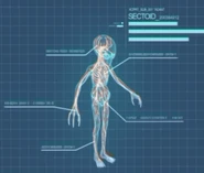 XComEU Sectoid anatomy.png (156 КБ) Анатомия