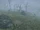 Barren Moor