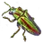 Cetecegem Beetle icon.png