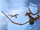 Pterix