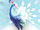 Mirrored Peacock