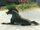 Sable Volff