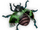 Multi-speckled Ladybug