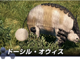 Ovis
