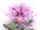 Shia Cattleya