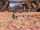 Sword Valley return.jpg