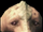 Capsica