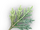 Bude Mugwort icon.png