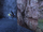 Night Cardamon.png