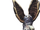 Terebra B.png