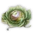 Mosa Cabbage icon.png