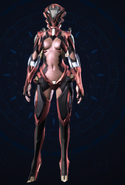 Regal Plastron (Front)
