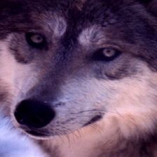 Wolf Saith.jpg