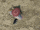 Xenobladex-dronezoom.gif
