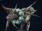 Caecus