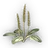Zesian Fleawort icon.png