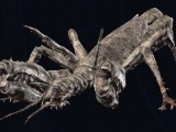 Faded Thallus