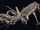 Faded Thallus