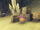 Nopon Camp Shop
