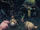 Dodonga 商队 (2).png