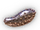 Sand Cucumber