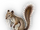 Grinding Squirrel