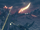 SirenTorna.png