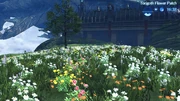 The Torigoth Flower Patch