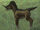 Field ponio.jpg