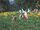 Yellow-flower-grove.jpg