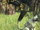 Junk Bunnit.png