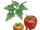 Amidresian icon.png