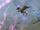Rhogul