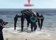 Beach Pagurus