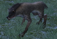 Caelum volff