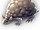 Rock Armadillo