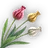Poron Tulip icon.png