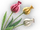 Poron Tulip