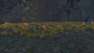 Yellow Flower Grove DE