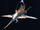 Ramus, the Supersonic