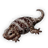 Fullbelly Gecko icon.png