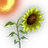 Timid Sunflower icon.png