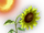 Timid Sunflower